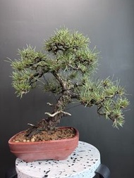日本🇯🇵黑松 Black Pine ｜植物 盆景 盆栽 bonsai 楓葉 塊根 多肉植物