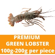 Premium Green Lobster (100g-200g) 青龙虾 SungbTao Frozen Seafood Shellfish Crayfish Udang Galah