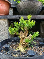 小品盆栽・翡翠黃楊素材