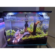 Aquascape Planted Freshwater Aquarium