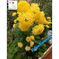 INDUK POKOK KEKWA KAMPUNG KUNING