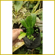 ✤ ∆ ♟ Crab Cactus (live plant)