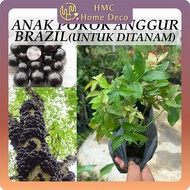 Anak Pokok Anggur Brazil Jabuticaba Tree Untuk Ditanam Pokok Hidup Real Live Plant 树葡萄 嘉宝果