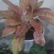 pink lady aglonema
