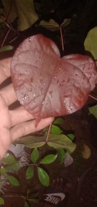 bibit waru merah