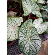 CALADIUM THAI HYBRID MIX BIG POT BIG LEAVES LIVE PLANT READY STOCK