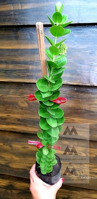 Hoya Millionaire's Plant/ Hoya Cumingiana