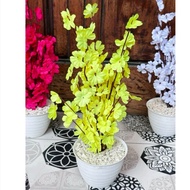 Sakura rimbun + pot 12 tinggi 38cm sudah rangkaian