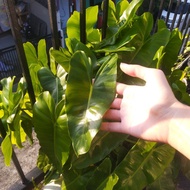 Philodendron Burle Marx Beli 3 gratis 1