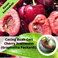 Racun 𝐒𝐞𝐫𝐚𝐧𝐠𝐠𝐚 𝐂𝐚𝐜𝐢𝐧𝐠 𝐁𝐮𝐚𝐡 𝐂𝐞𝐫𝐢 (Cherry Fruitworm). Racun kawalan serangga organik untuk peli buah