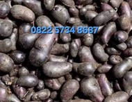 Bibit benih asli Kentang hitam jembut hitam Fresh 1kg
