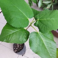 Anak Pokok Buah Tin / Iraqi Tin