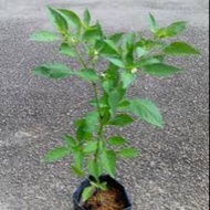 Cili Padi Kampung/Pokok Cili berbuah