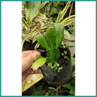✅ ✱ Crab Cactus (live plant)