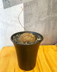 南非龜甲龍 5.5cm