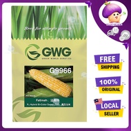 LECKAT 500G G9966 BIJI BENIH JAGUNG FATIMAH SEEDS/JAGUNG MANIS/DWI COLOR/BI-COLOR/ G9966 法蒂玛种子