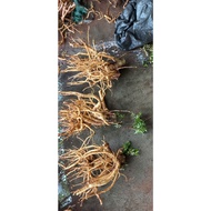 Nam Dinh Small Leaf Glutinous Polyscias fruticosa Root Root, Soaked in Wine, Delicious, Fragrant, Ol