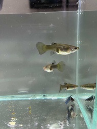 Guppy Blue Moscow 1 Pasang/Pair