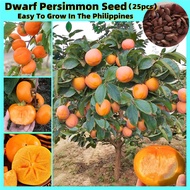 25 Seeds 100% Fresh Bonsai Persimmon Fruit Seeds for Planting Fruit Tree Seeds for Pots Dwarf Fruit 