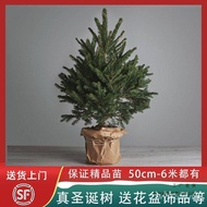 Real Spruce Christmas Real Household Tree New Style Shellfish Christmas Tree Decoration Large Pine P
