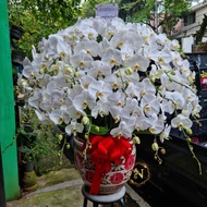 rangkaian bunga anggrek isi 20 putih pot keramik/anggrek bulan/hadiah