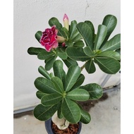 POKOK BUNGA KEMBOJA ADENIUM