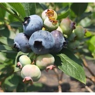 Pokok buah Blueberry Eureka