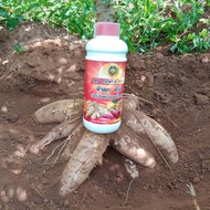 MY POWER HEAD มาย พาวเวอร์ เฮด ของแท้100% ปุ๋ย อะมิโน หัวดก หัวโต เปอร์เซ็นต์แป้งและน้ำตาลสูง PSK2