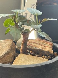 Bursera medranoana美德拉諾裂欖（實生）（稀有）塊根植物，多肉植物