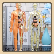 Human Body Anatomy Torso Model Doctor Toy Human Body organ Human Body Torso Medical Practice Tool / 
