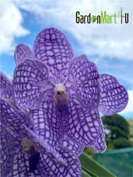 GNC - Orchid Vanda Flower Plant Pokok Bunga Orkid Hidup 万代兰