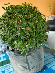 ROUND DESIGN TSAANG GUBAT LIVE PLANT OR FUKIEN TEA TREE ROUND PLANTS-FOR GARDEN AND LANDSCAPES