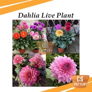 Real Live Plant Dahlia Flower Plants Pokok Hidup Dahlia Bunga Hidup 大丽花
