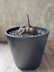 墨西哥龜甲龍 多肉植物 塊根 盆栽 仙人掌