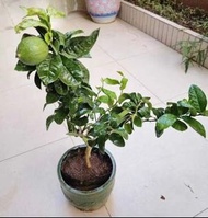 帶花&果🍋檸檬樹 香水檸檬盆栽🪴 More plants fruit trees flowers saplings herbs in next picture &listings .