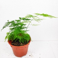 [Indoor Plant] Asparagus Nanus 文竹 by LS Group