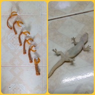 [BUY 5 FREE 1] Getah Lastik Cicak/Serangga