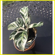 ◄ ∈ ▦ Thai Calathea White Fusion