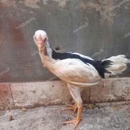 AYAM TULAK BALAK JAKARTA