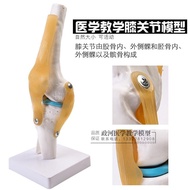Human Knee Function Model Skeleton Model Teaching Medical Model Close Human Body Model
