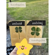 Clover leaf 4-leaf With Gold Envelope (Normal/Large leaf)