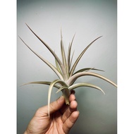 Airplant Tillandsia Buchlohii