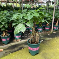 TKL - Indoor Live Plant Radermachera Root 提根绿宝/幸福树