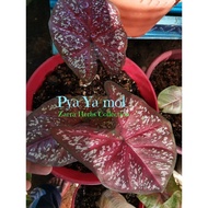 Caladium Pya Ya Mol,keluarga DM, Darth Maul family, rare