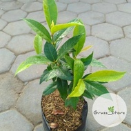 Curry leaf tree seedlings, koja bay plants, koja bay plants, curry leaves
