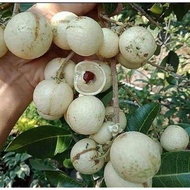 pokok longan lada hitam