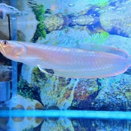 Ikan Arwana putih 12 cm