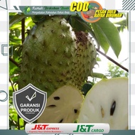 Terlaris Bibit Sirsak Madu Jumbo Manis Tanaman Buah Sirsat Ratu Okulasi Cangkok terbaik
