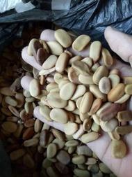 Benih Biji Pohon Kayu Secang Banyak Manfaat ^^%%