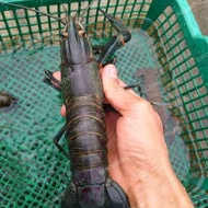 Lobster Air Tawar Konsumsi Hidup Ukuran (Random)Perkilo Terbaru Promo